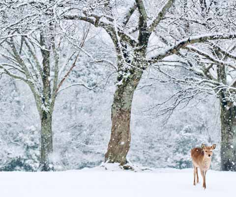 寒假親子遊~奈良公園,六甲山雪上樂園